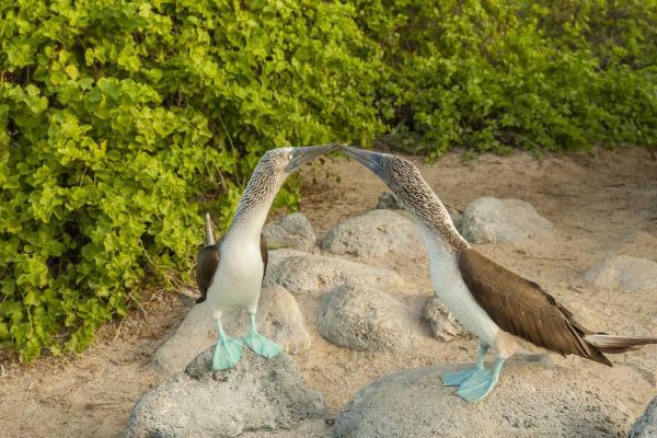 Ecuador, Galapagos NP Blue-footed booby pair